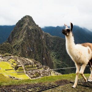brown and white animal on high ground under white sky